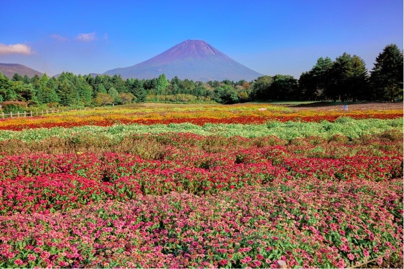 富士山麓、標高約1,000ｍの涼しい高原の花畑 富士本栖湖リゾート「虹の花まつり」 8月31日(土)スタート