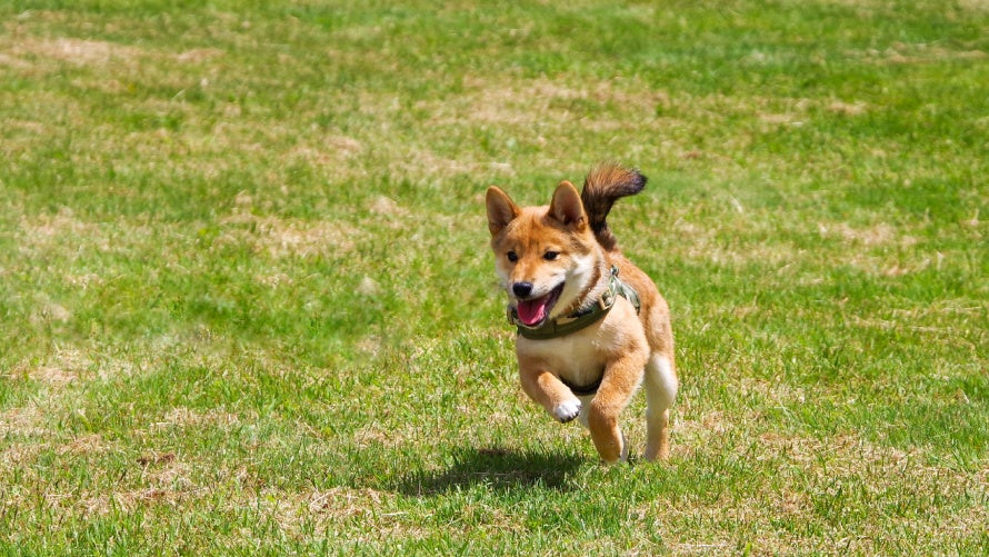 【嬬恋プリンスホテル】標高1,100ｍの高原の風を感じて！いよいよシーズン本番！！ゴルフ場のプロが手掛ける天然芝のドッグラン