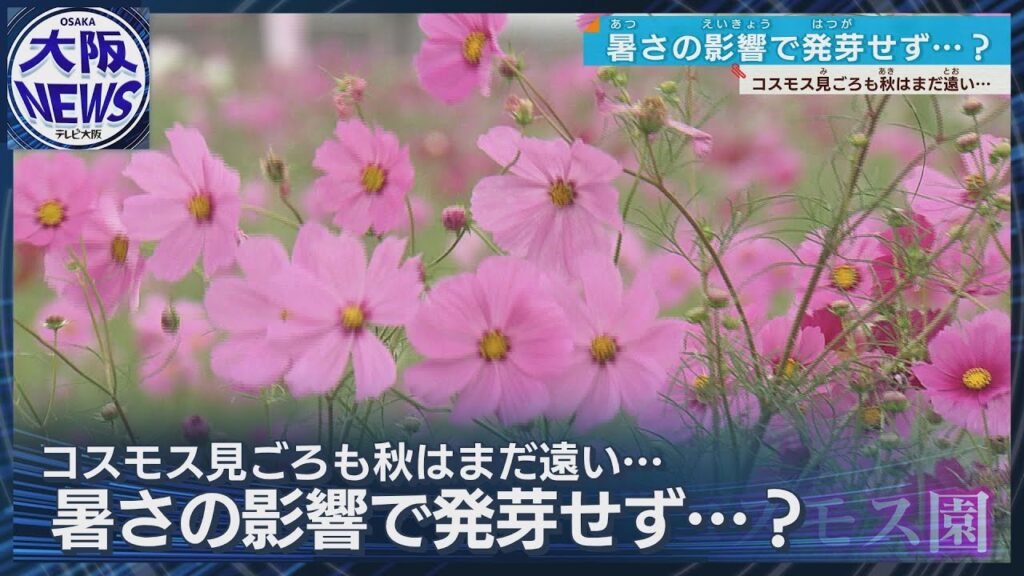 【コスモス見ごろも…】猛暑で一苦労　秋は本当に来るのやら…清水気象予報士の解説です