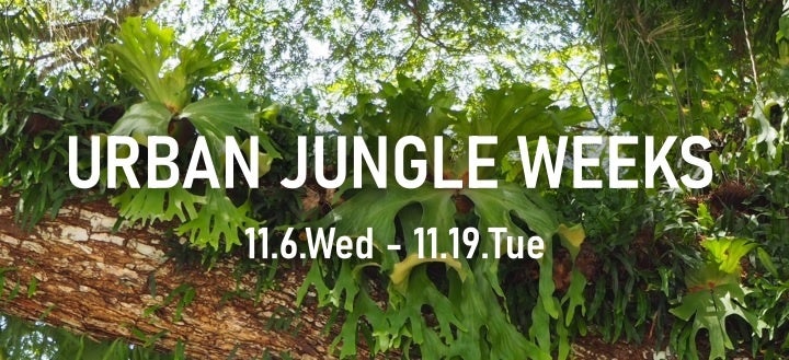 【阪急うめだ本店】盆栽、ビカクシダなど、植物の美しさと生命力を体感する「URBAN JUNGLE WEEKS」を開催