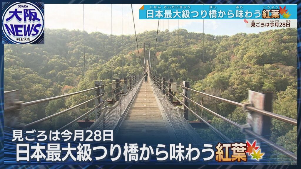 【つり橋から紅葉を】大阪・交野市の絶景スポットでスリルたっぷりの紅葉狩り…見頃は28日