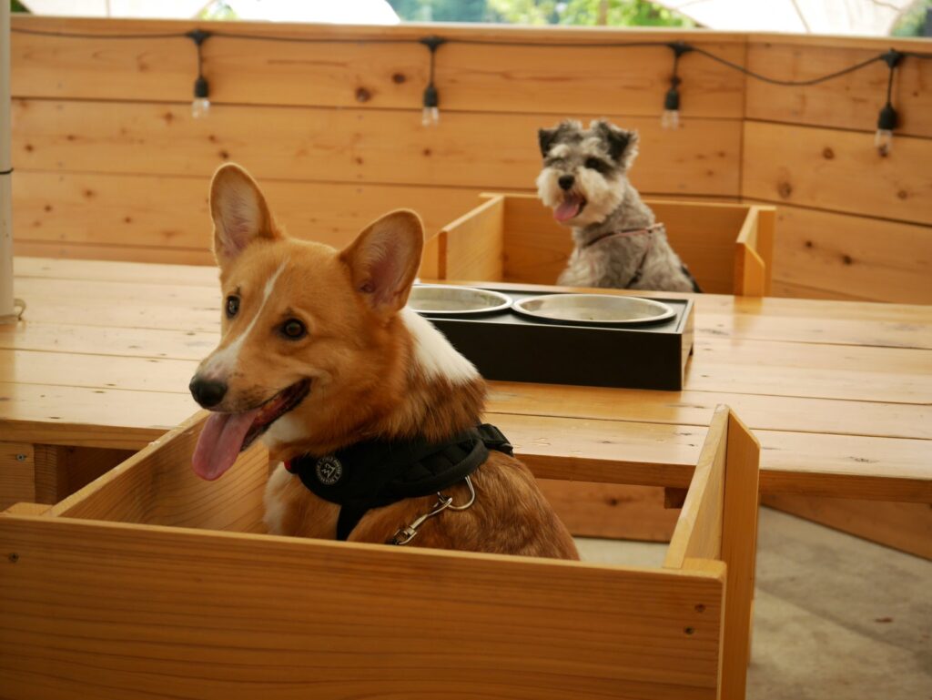 最高のリトリートを体験できる THE FIVE RIVERS FINE GLAMPING 群馬 白沢　ペットフーディスト監修　”特製愛犬ディナー”2024クリスマスver　提供開始