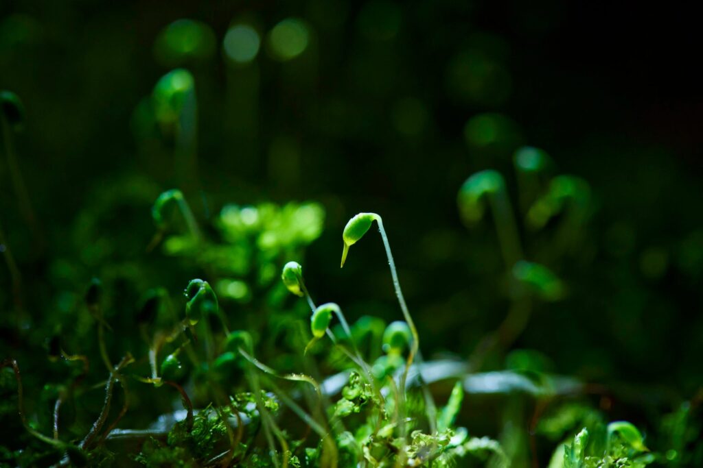 【奥入瀬渓流ホテル】早春の花咲く苔を愛でるプログラム「春のお苔見」今年も実施