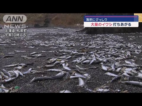 海岸にびっしり…大量のイワシ打ちあがる　北海道松前町【スーパーJチャンネル】(2024年12月31日)