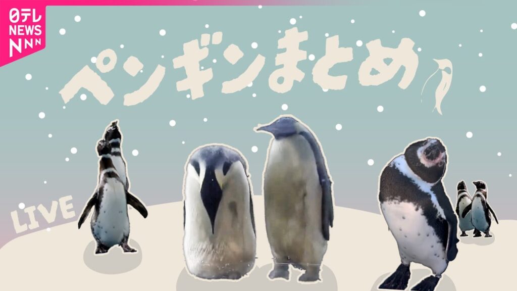 【ペンギンまとめ】“パタパタ” 追いかけていたのは…ペンギン２匹が謎の行動 / 客の移動に合わせ…  仲間と勘違い？ / 赤ちゃんペンギンと飼育員が攻防　など（日テレニュース LIVE）