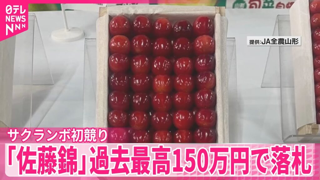 【過去最高150万円で落札】サクランボ初競り「佐藤錦」東京・大田市場