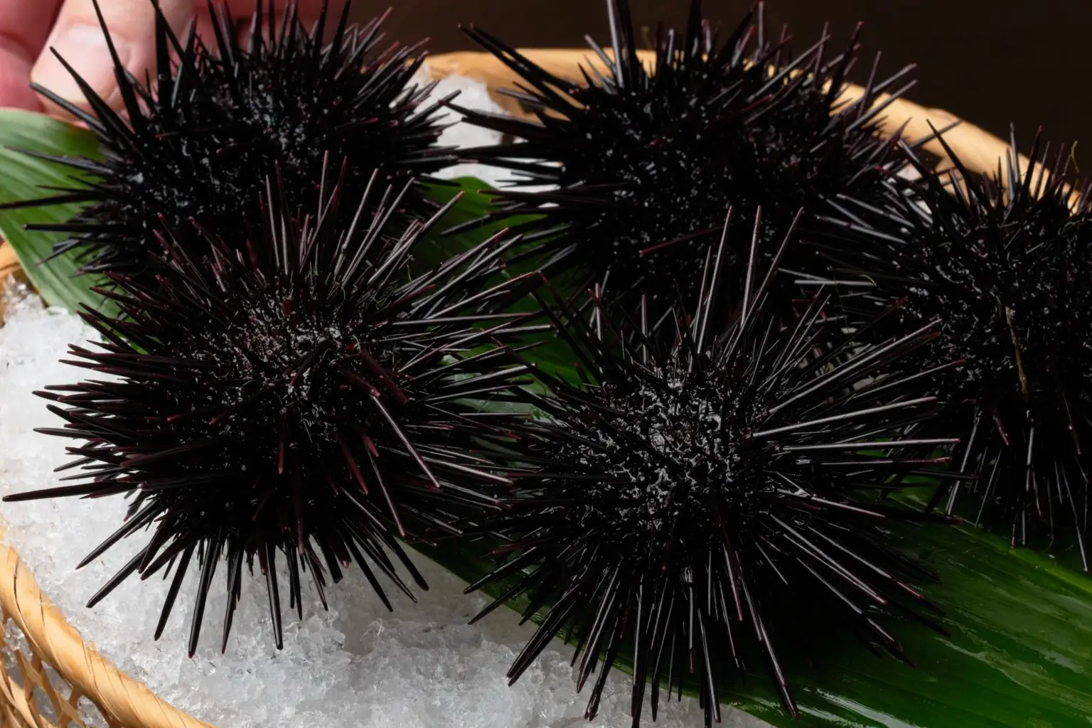 【壱岐リトリート海里村上】一年でこの時季だけの紫ウニを味わい尽くす期間限定プランの販売を開始