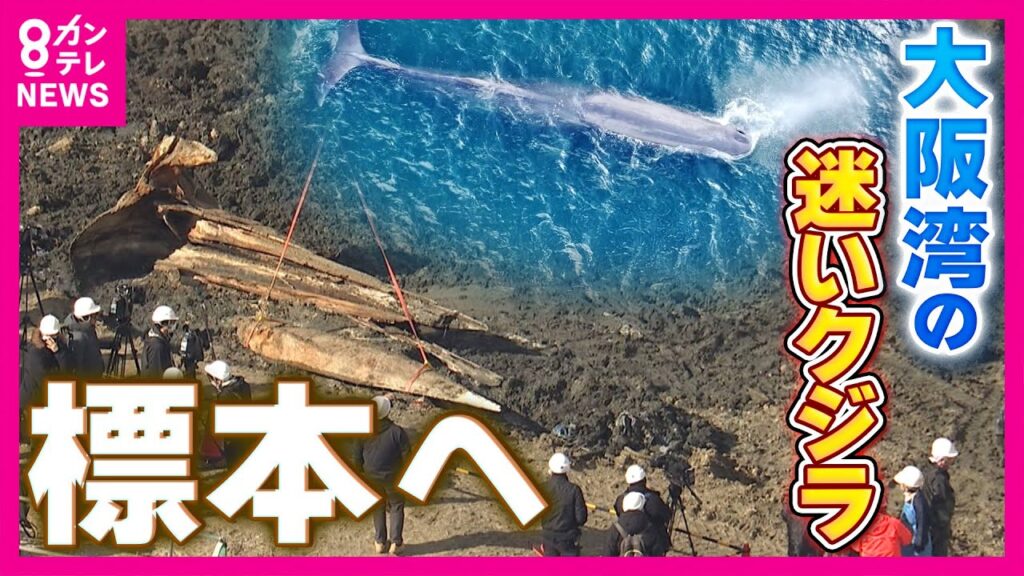 2年前の大阪湾“迷いクジラ”を掘り起こすと”大きな骨”に　今後は骨格標本へ「少なくともあと1～2年かかる」数年がかりの理由は骨の中の“脂肪除去”｜newsランナー〈カンテレNEWS〉