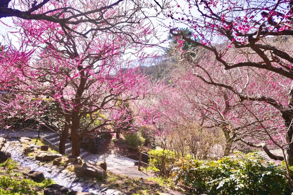 【梅まつりコラボ】熱海の旅館がお得な特典付きプラン販売開始　ワンドリンクや最大25％割引も｜～2026年3月7日まで