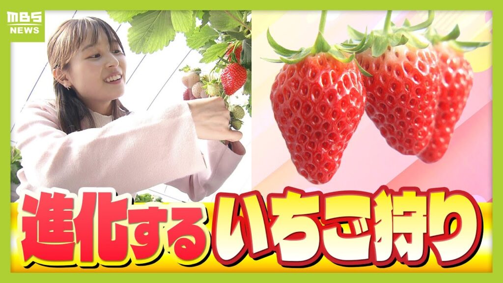 【いちご狩り３選】すぐに行きたい！絶品いちごを味わえる「博士のいちご」「自分で作る」「ロマンティック」　もっといちご狩りが楽しくなる関西の農園の特徴を上田芹莉アナが紹介！（2026年1月28日）