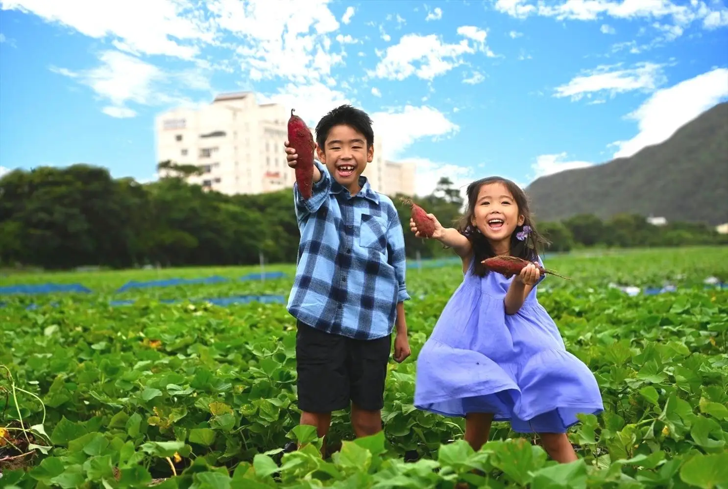 海を望む絶景ホテル☆徳島ブランド【なると金時収穫体験】秋の日帰り旅♪ 芋掘り×郷土料理バイキング×鳴門温泉